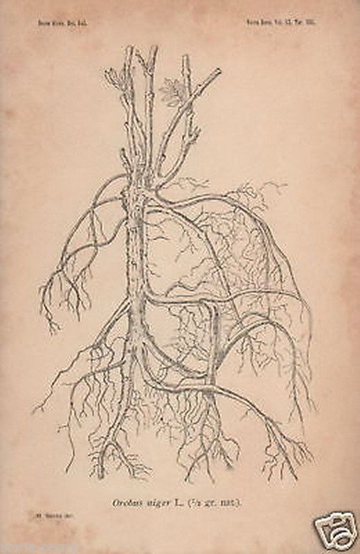 Giornale Botanico Italiano 1913: Boschi Di Avellino E Piante Rare