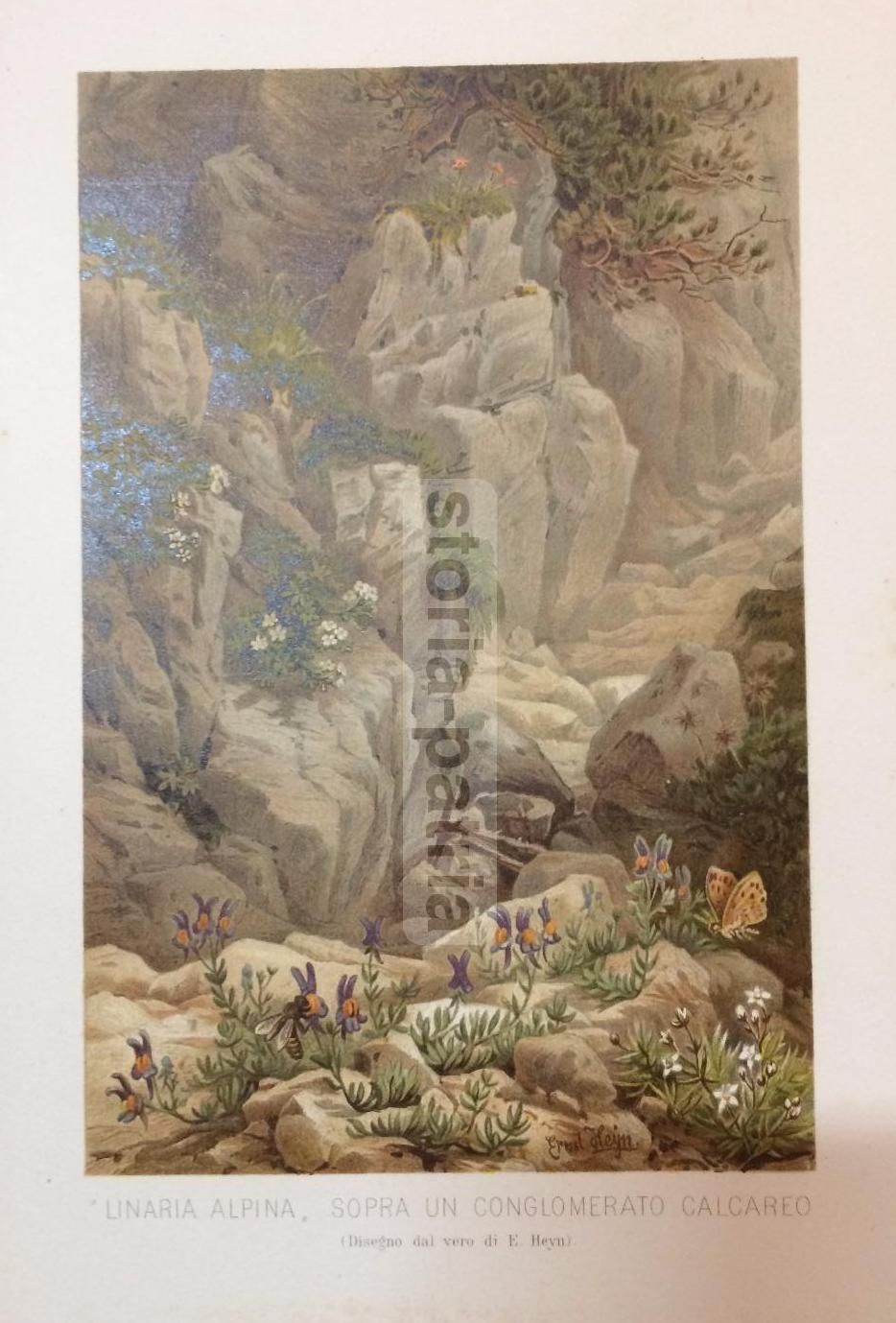 Linaria Alpina Su Conglomerato Calcareo, Stampa Botanica, Fine '800