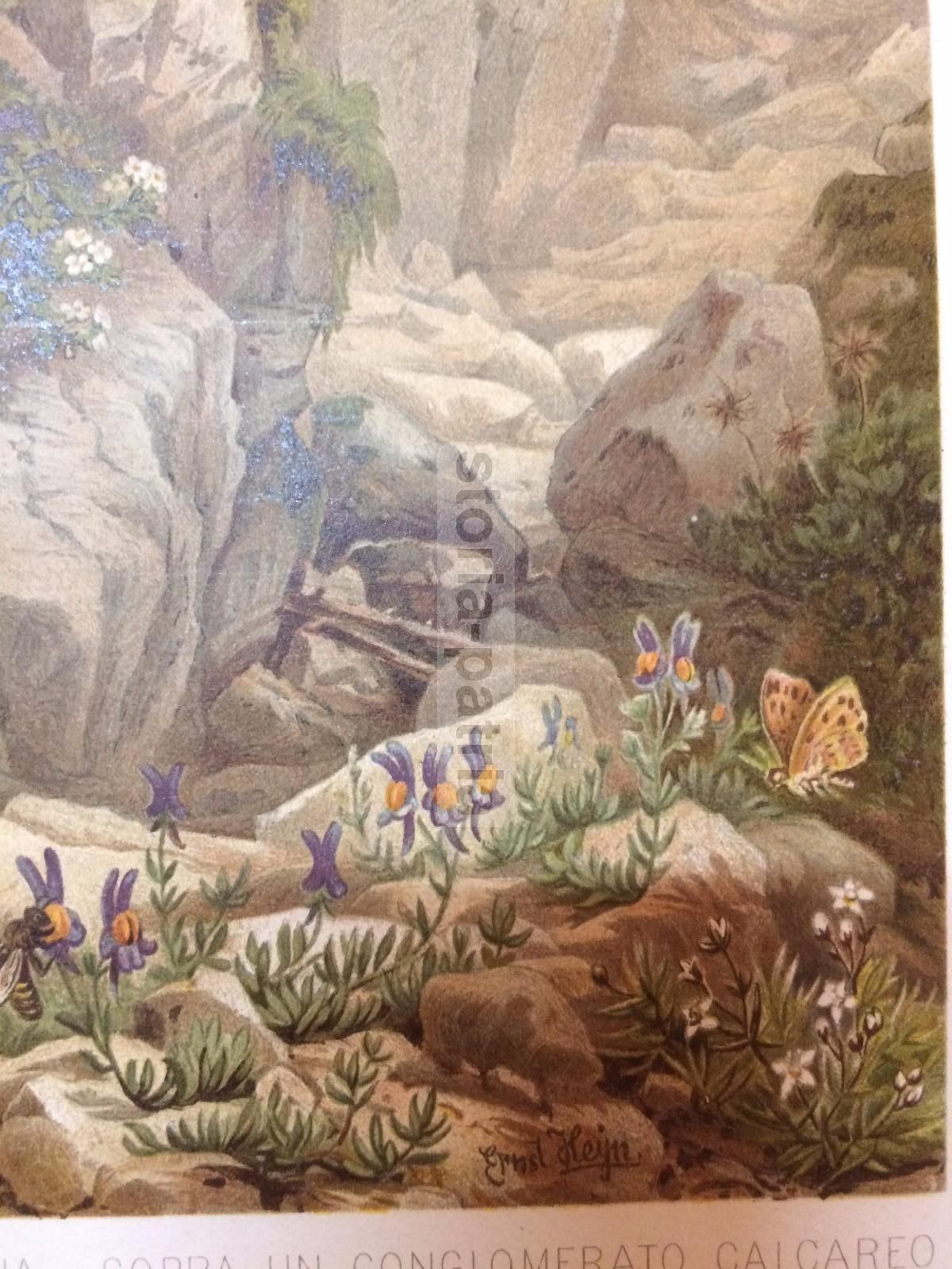 Linaria Alpina Su Conglomerato Calcareo, Stampa Botanica, Fine '800