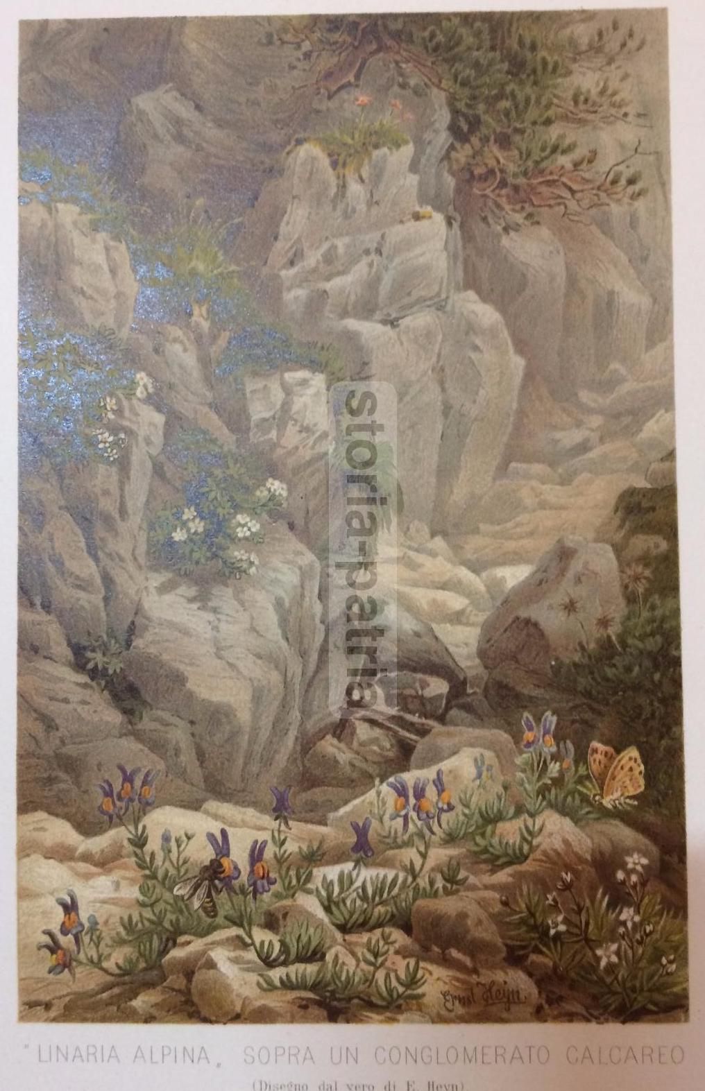 Linaria Alpina Su Conglomerato Calcareo, Stampa Botanica, Fine '800