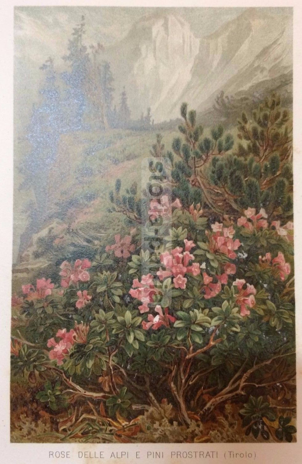 Stampa Botanica Rose Delle Alpi E Pini Prostrati, Tirolo