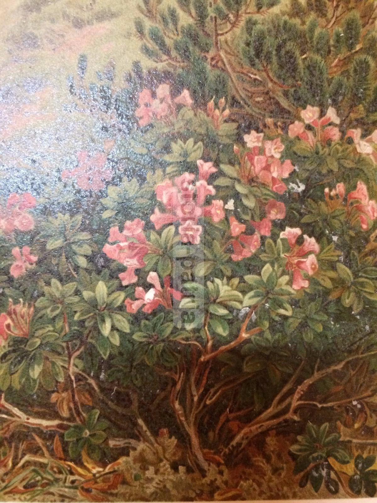 Stampa Botanica Rose Delle Alpi E Pini Prostrati, Tirolo