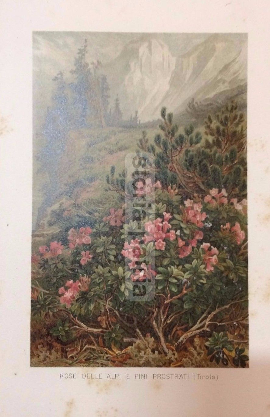 Stampa Botanica Rose Delle Alpi E Pini Prostrati, Tirolo