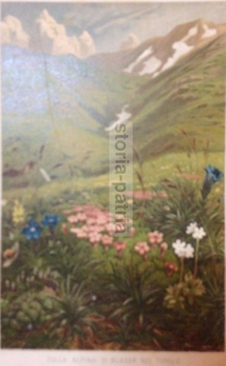 Cromolitografia Botanica: Zolla Alpina Di Blaser, Tirolo, Fine '800