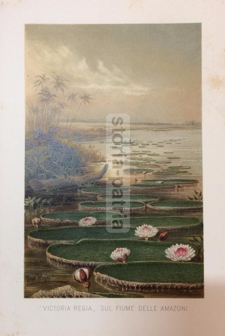 Stampa Botanica Victoria Regia, Fiume Delle Amazoni, Cromolitografia, Fine '800