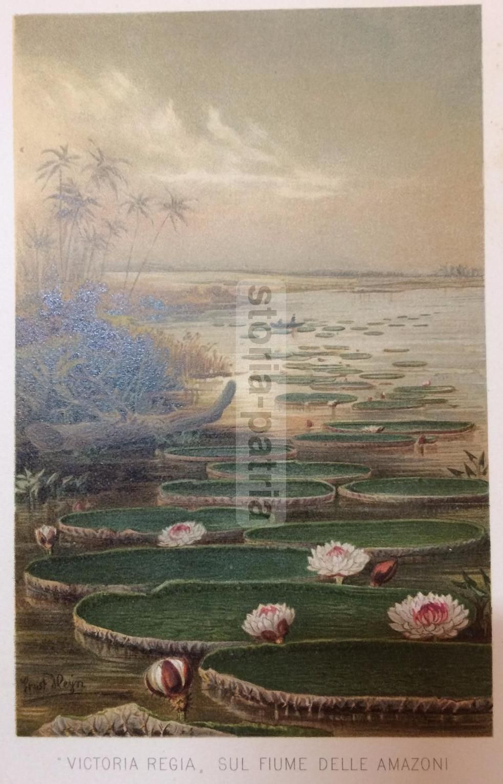 Stampa Botanica Victoria Regia, Fiume Delle Amazoni, Cromolitografia, Fine '800