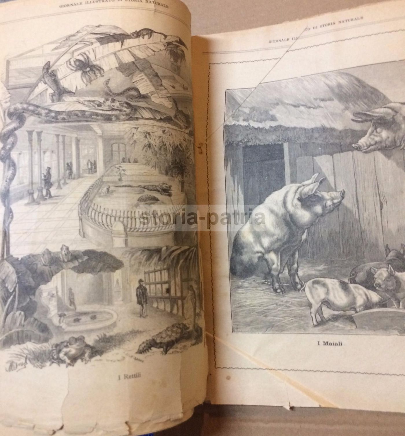 Giornale Illustrato Di Storia Naturale, 1886