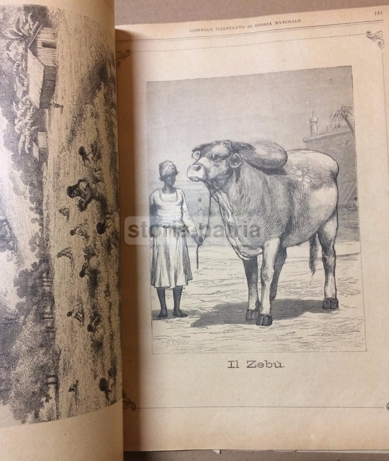 Giornale Illustrato Di Storia Naturale, 1886
