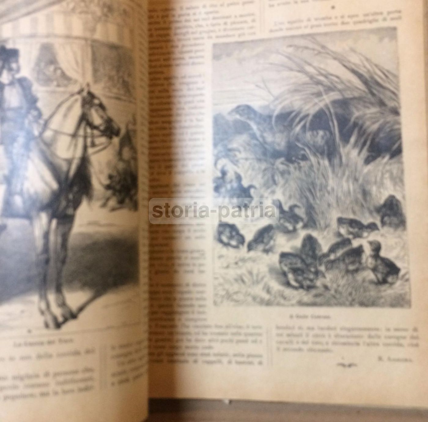 Giornale Illustrato Di Storia Naturale, 1886