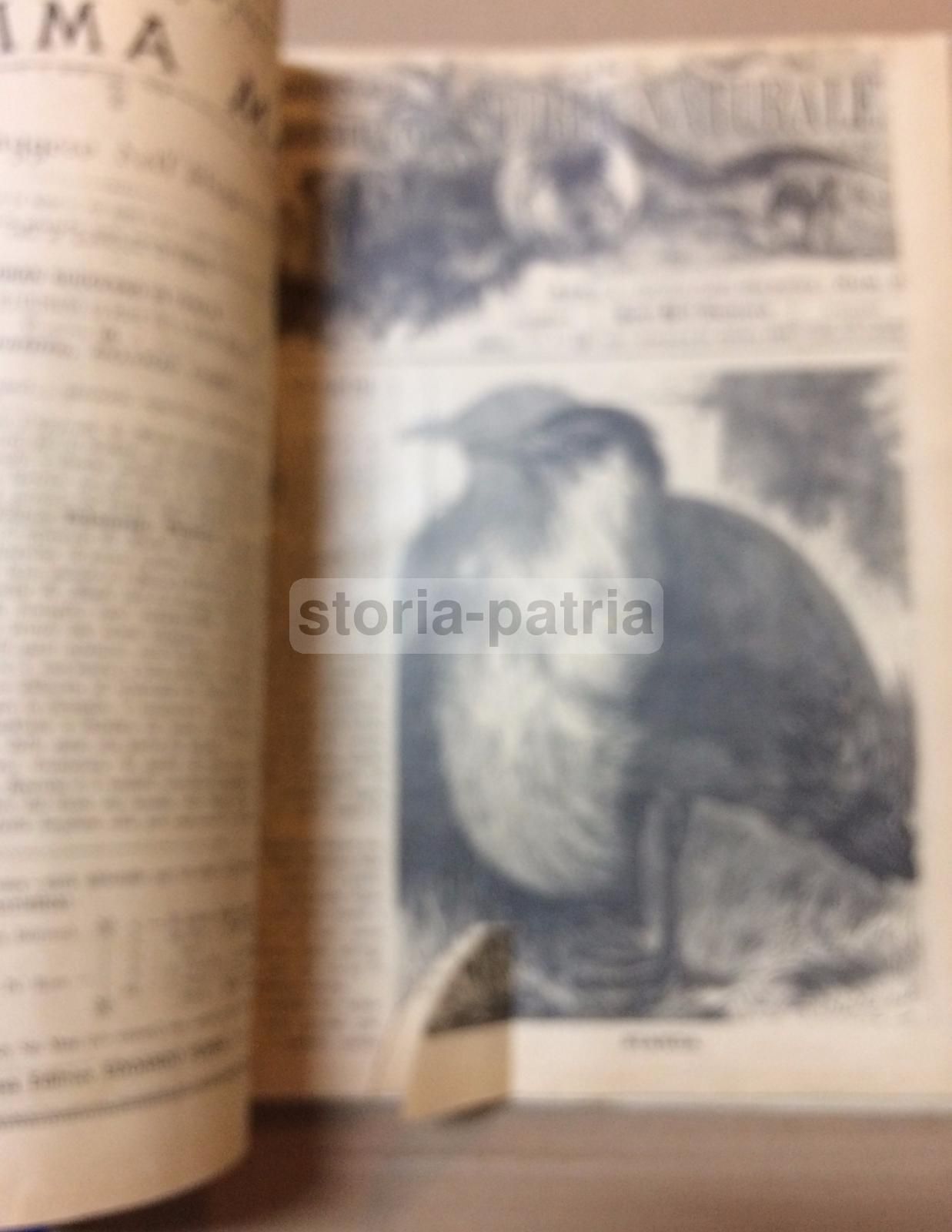 Giornale Illustrato Di Storia Naturale, 1886