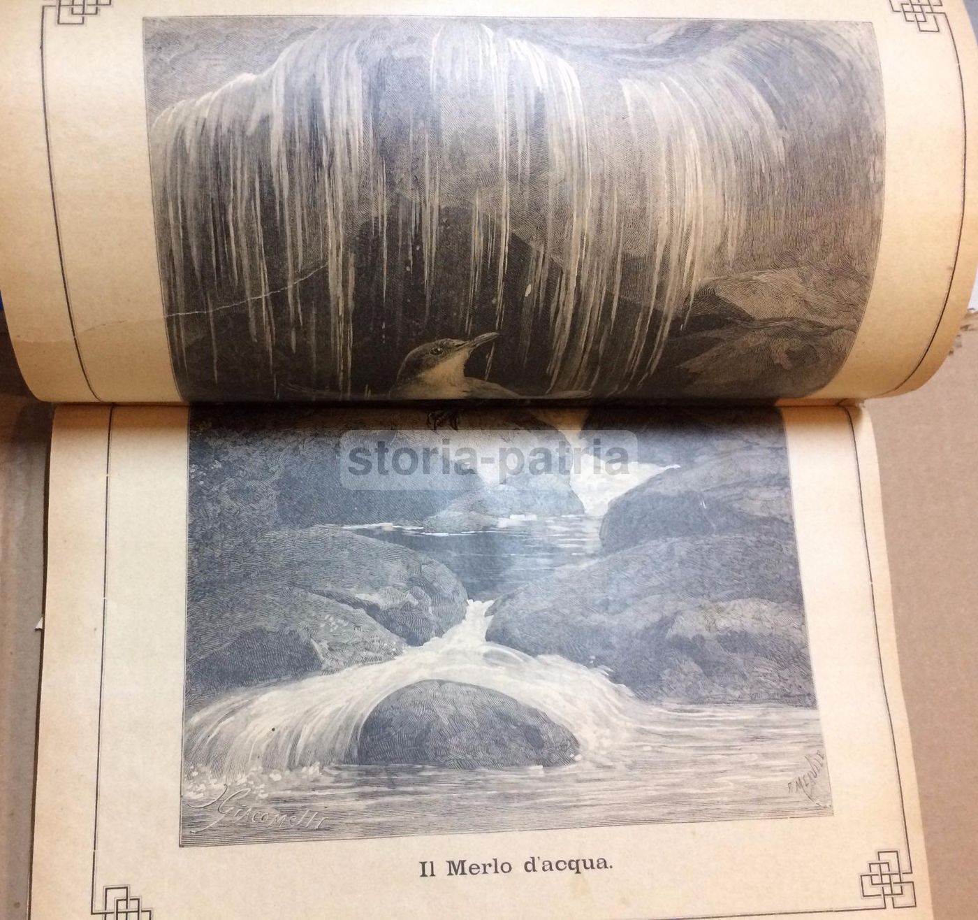 Giornale Illustrato Di Storia Naturale, 1886