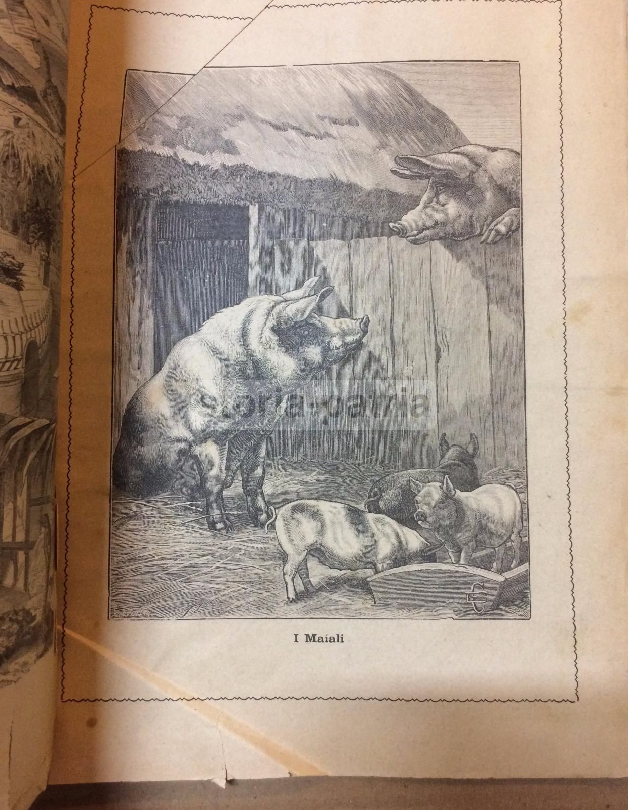 Giornale Illustrato Di Storia Naturale, 1886