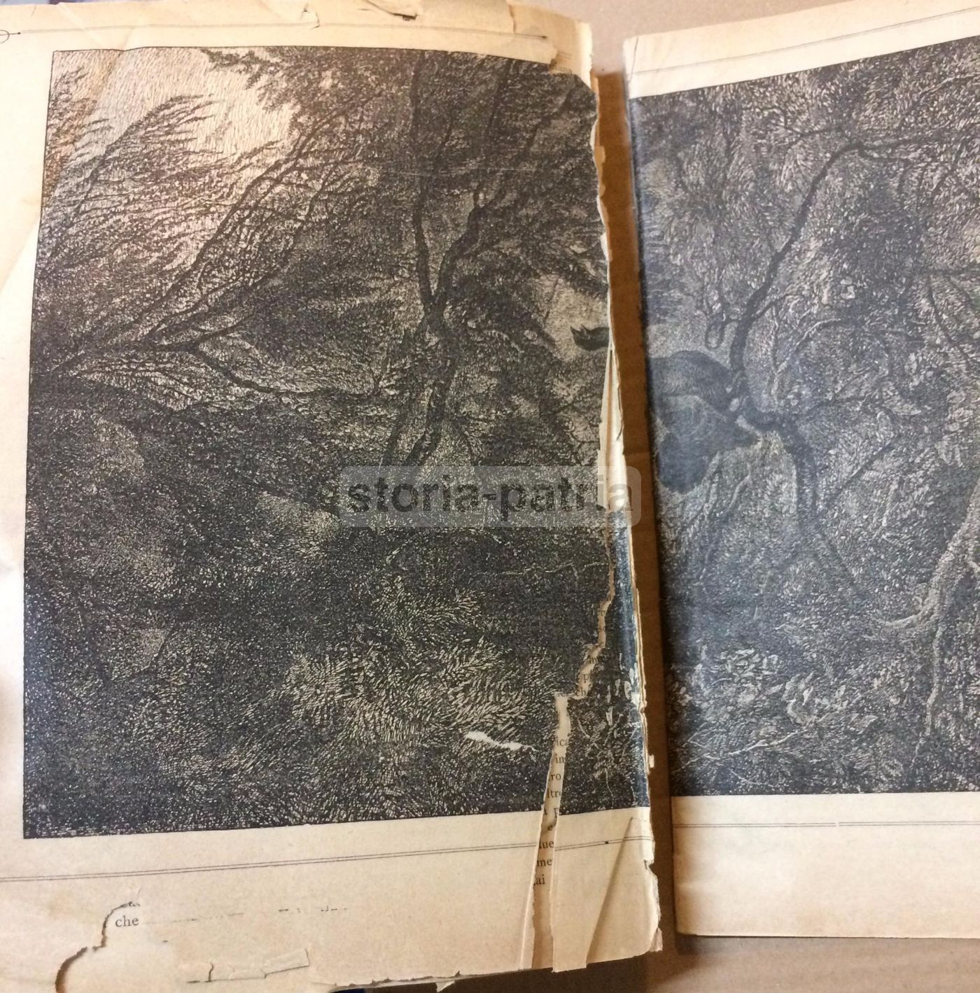 Giornale Illustrato Di Storia Naturale, 1886