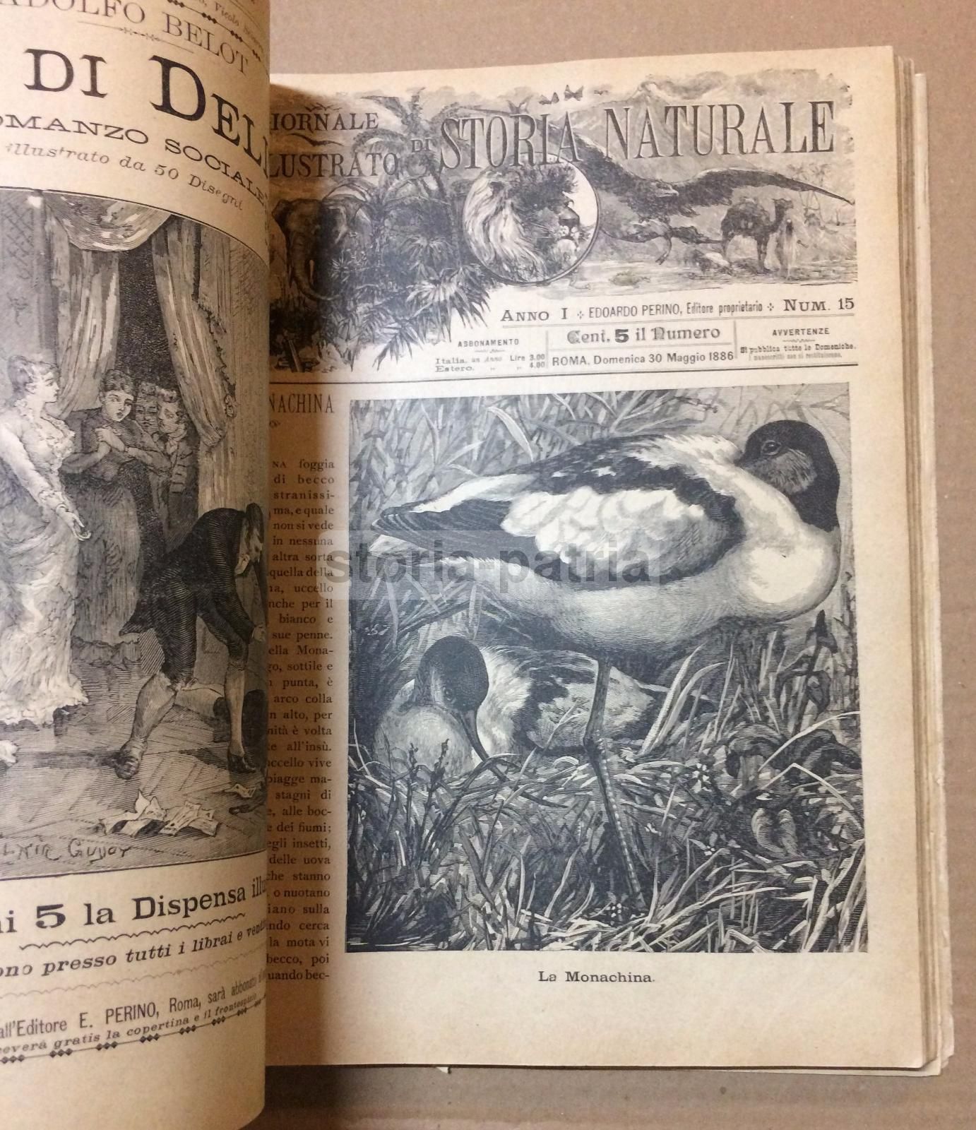 Giornale Illustrato Di Storia Naturale, 1886