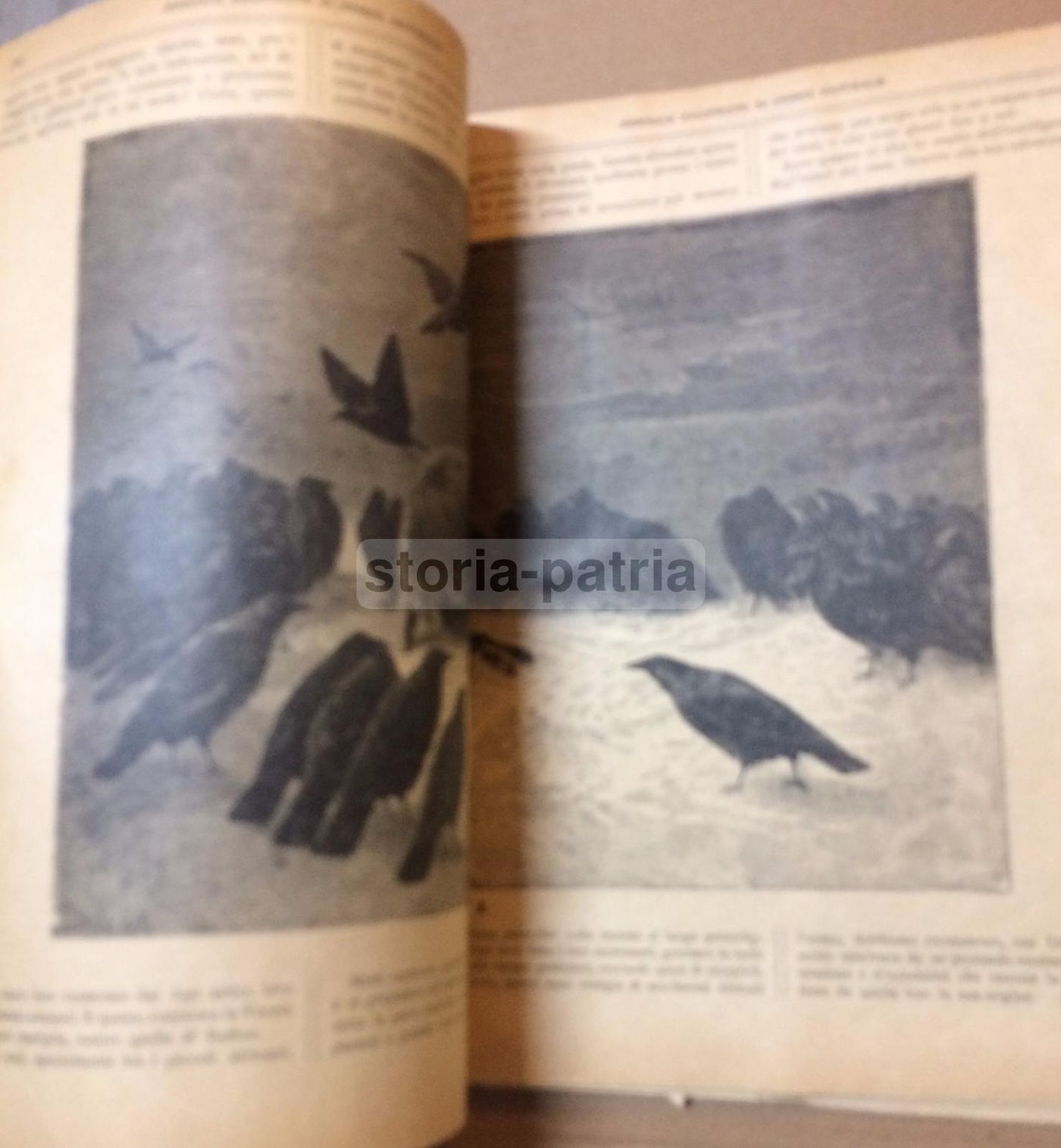 Giornale Illustrato Di Storia Naturale, 1886