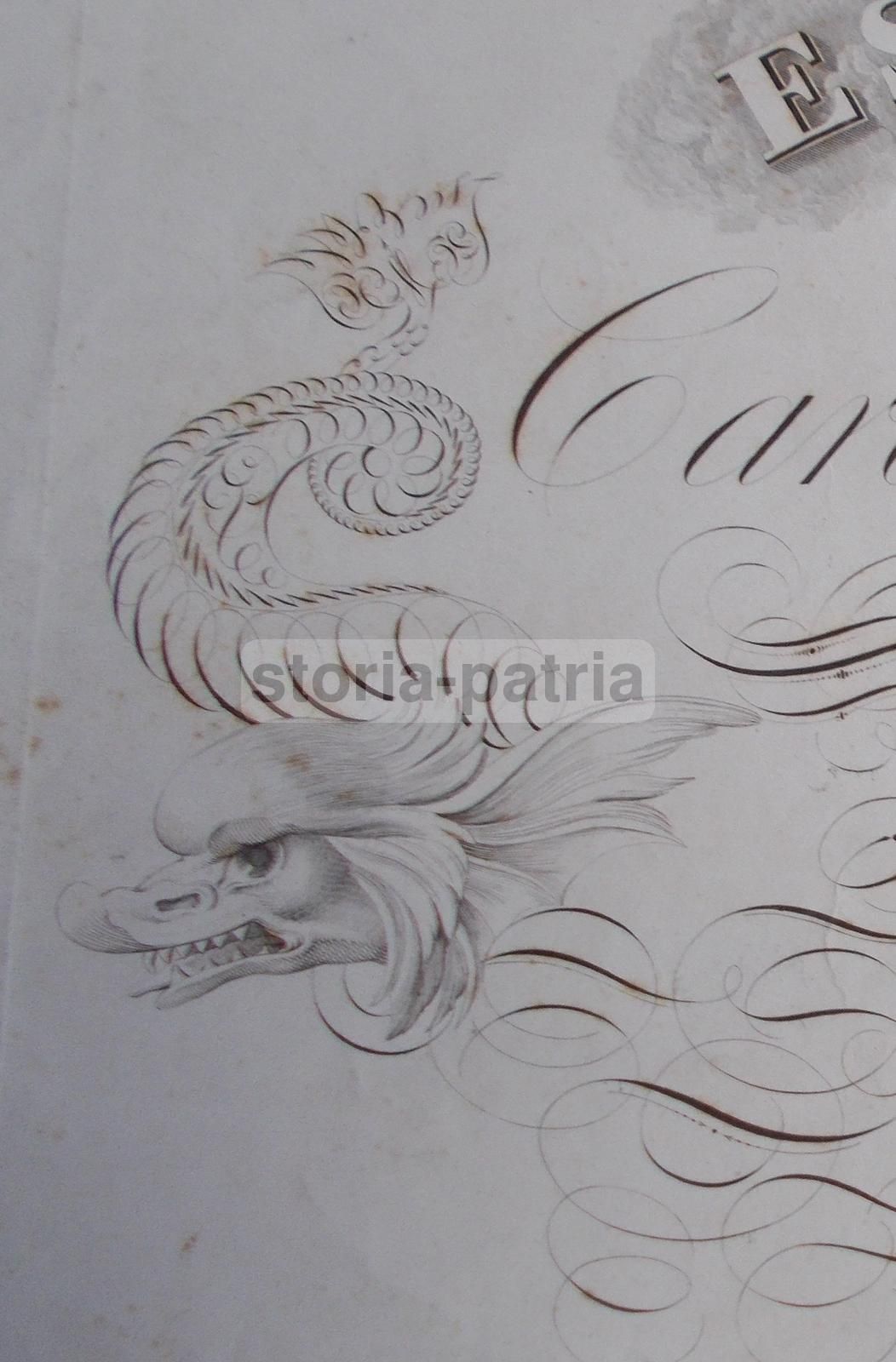 Stampa Di Calligrafia In Carattere Inglese Con Draghi, Giacomo Bonanni E Antonio Sella, Prima Metà Del XIX Secolo