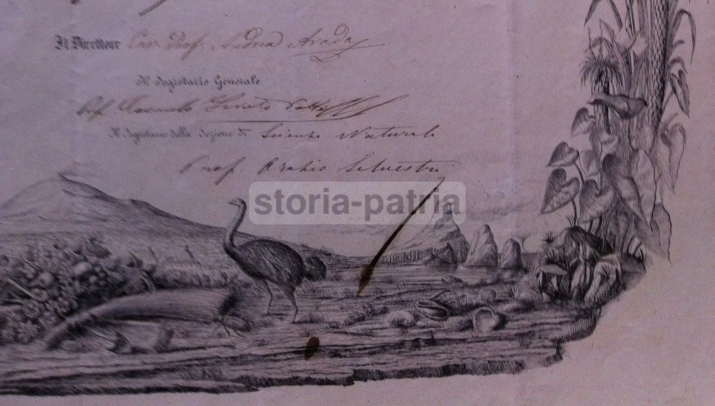 Diploma Accademia Gioenia Catania 1873 Scienze Naturali Sicilia