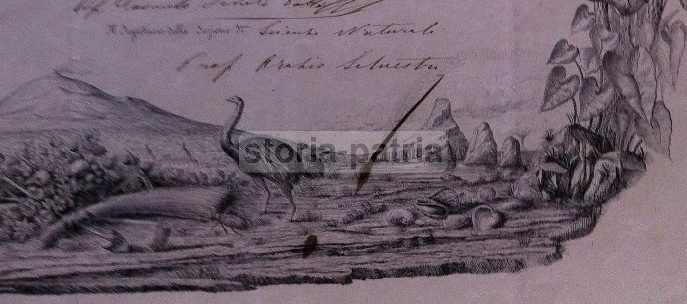 Diploma Accademia Gioenia Catania 1873 Scienze Naturali Sicilia