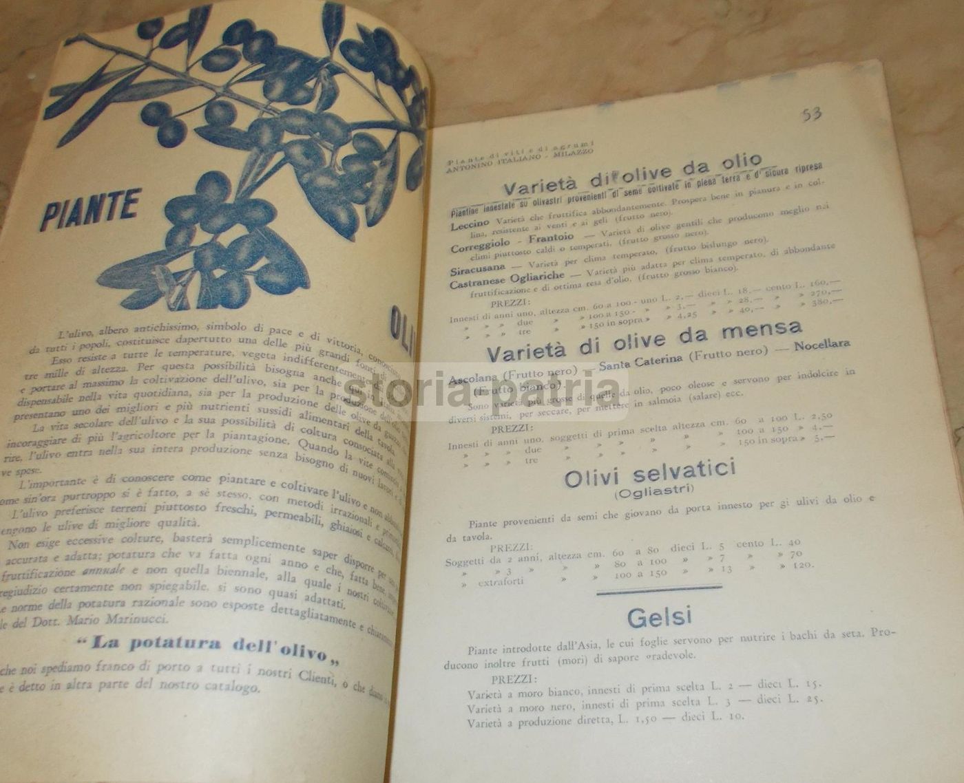 Catalogo Viti E Agrumi Antonino Italiano, Milazzo 1935 1936