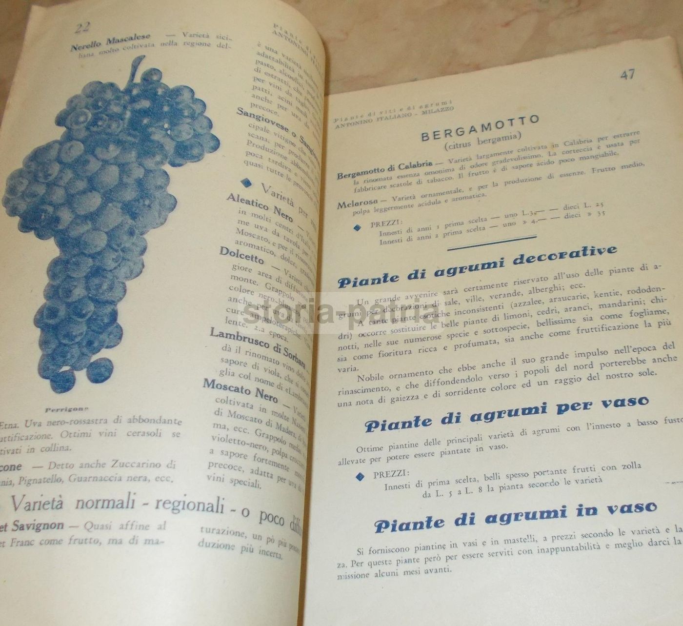 Catalogo Viti E Agrumi Antonino Italiano, Milazzo 1935 1936