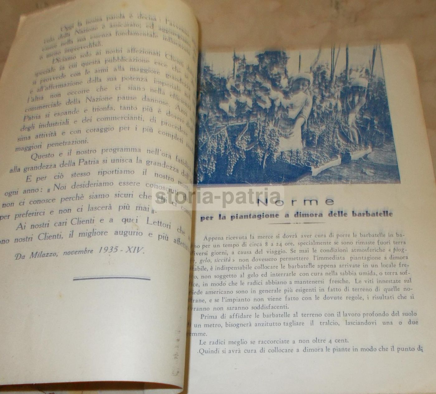 Catalogo Viti E Agrumi Antonino Italiano, Milazzo 1935 1936