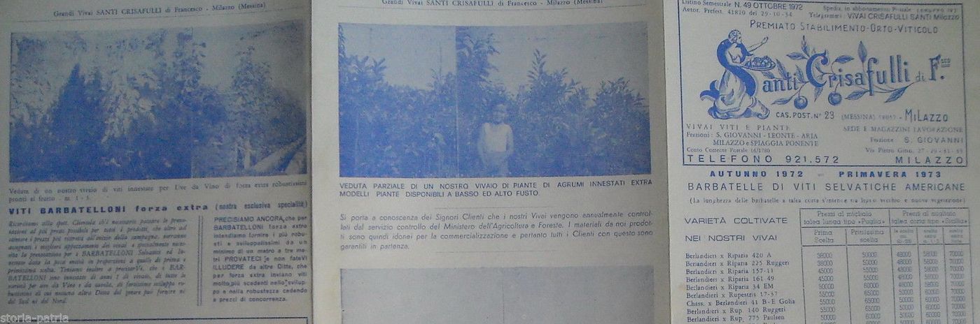Listino Prezzi Vivaio Crisafulli, Milazzo 1972. Viti, Agrumi, Olivi