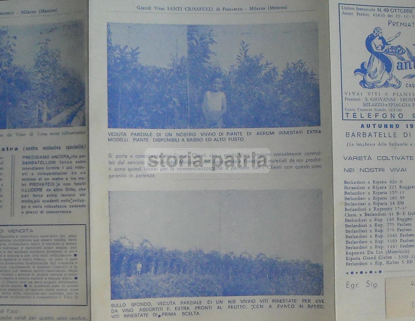 Listino Prezzi Vivaio Crisafulli, Milazzo 1972. Viti, Agrumi, Olivi