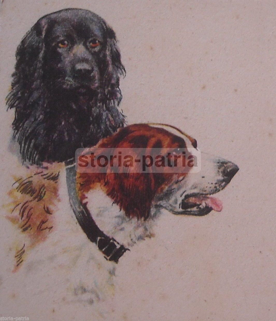 Cartolina Antica Cani Da Caccia Anni '20 '30 Collezionismo Cinofilia