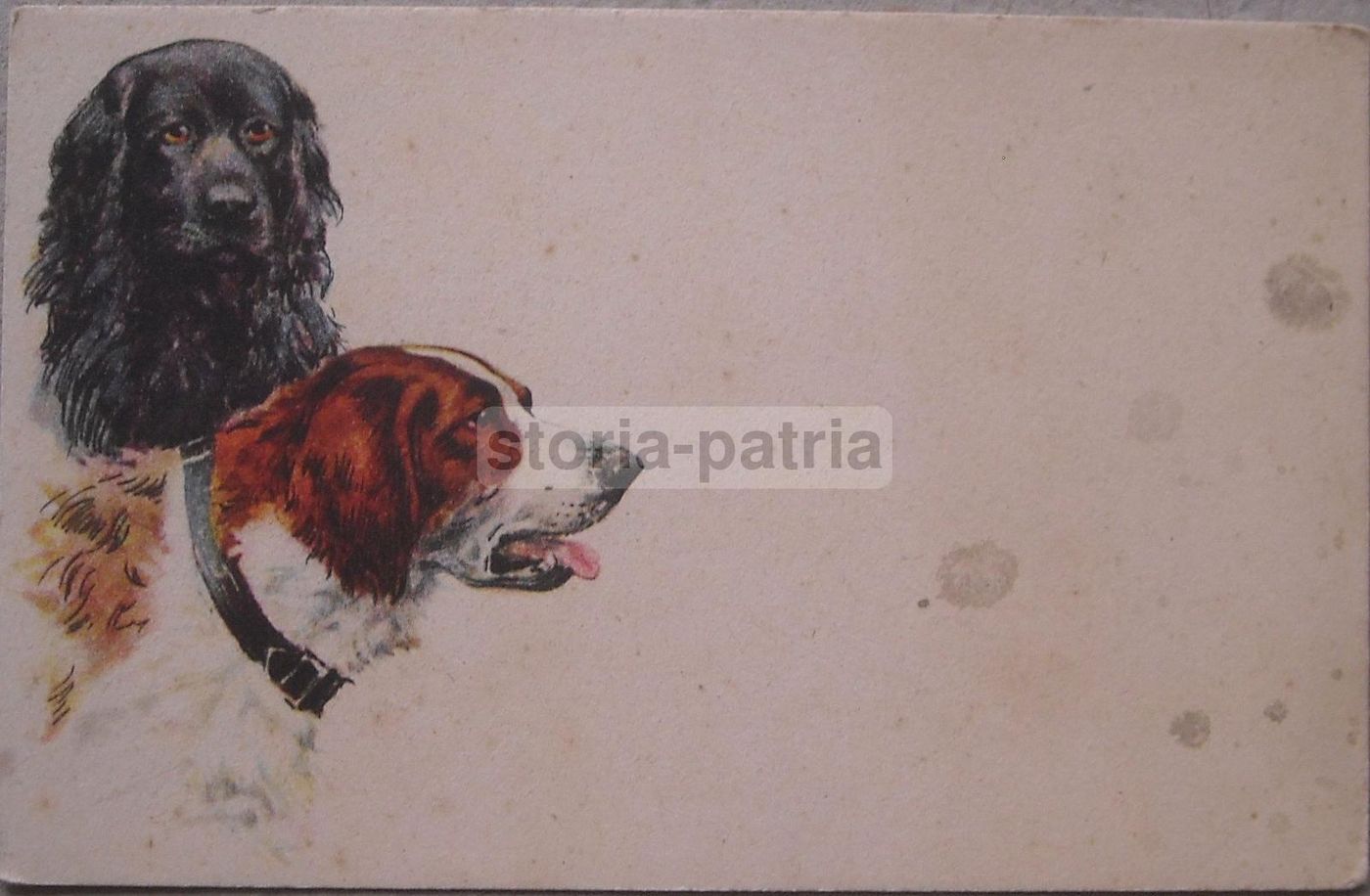 Cartolina Antica Cani Da Caccia Anni '20 '30 Collezionismo Cinofilia