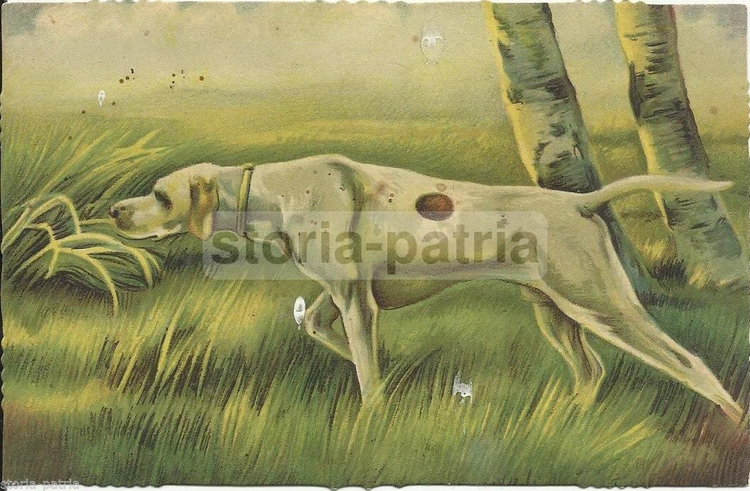 Cartolina Antica Cane Da Caccia Anni '30 Veduta A Colori d'Epoca
