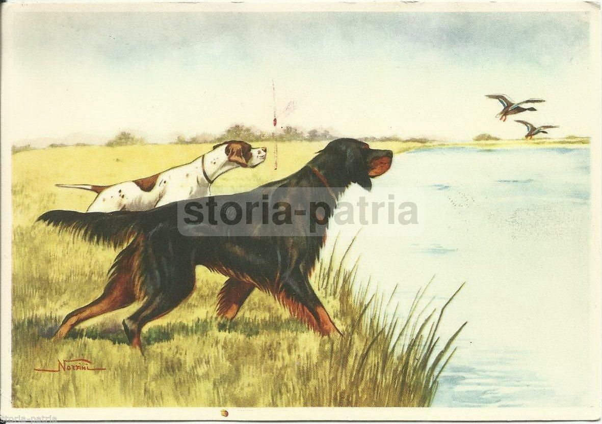 Cartolina Antica Con Cani Da Caccia E Uccelli Acquatici, Norfini, Anni '40