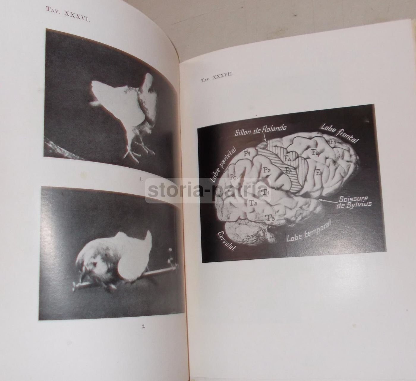 La Fisiologia Dell'Uomo   Carlo Richet   Marzocco, 1937