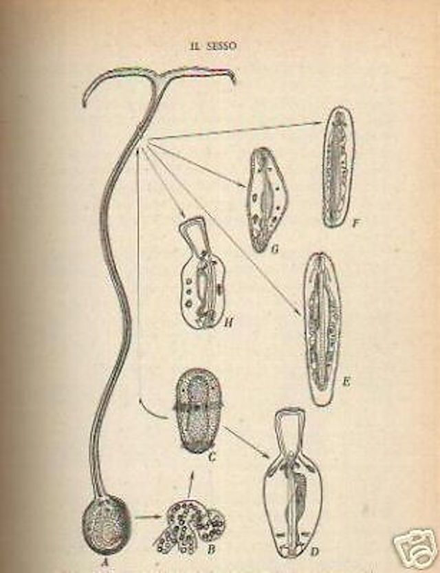 Problemi Di Biologia Della Riproduzione   Giuseppe Montalenti   1945