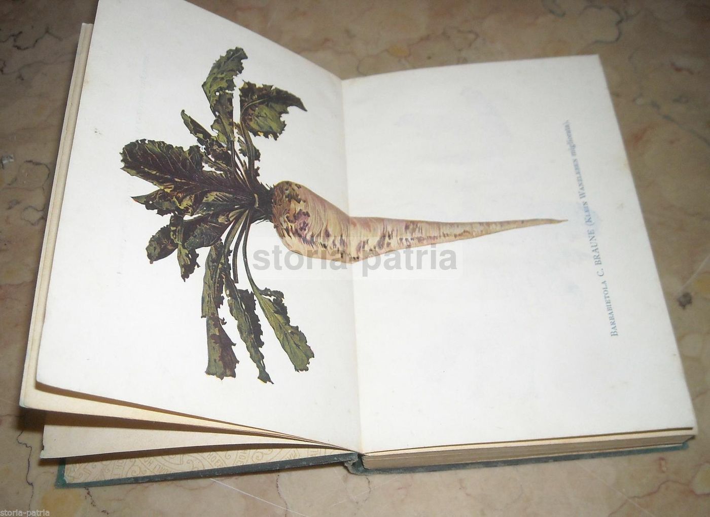 La Barbabietola Da Zucchero: A. Signa, Hoepli, 1906 (Botanica E Agraria)
