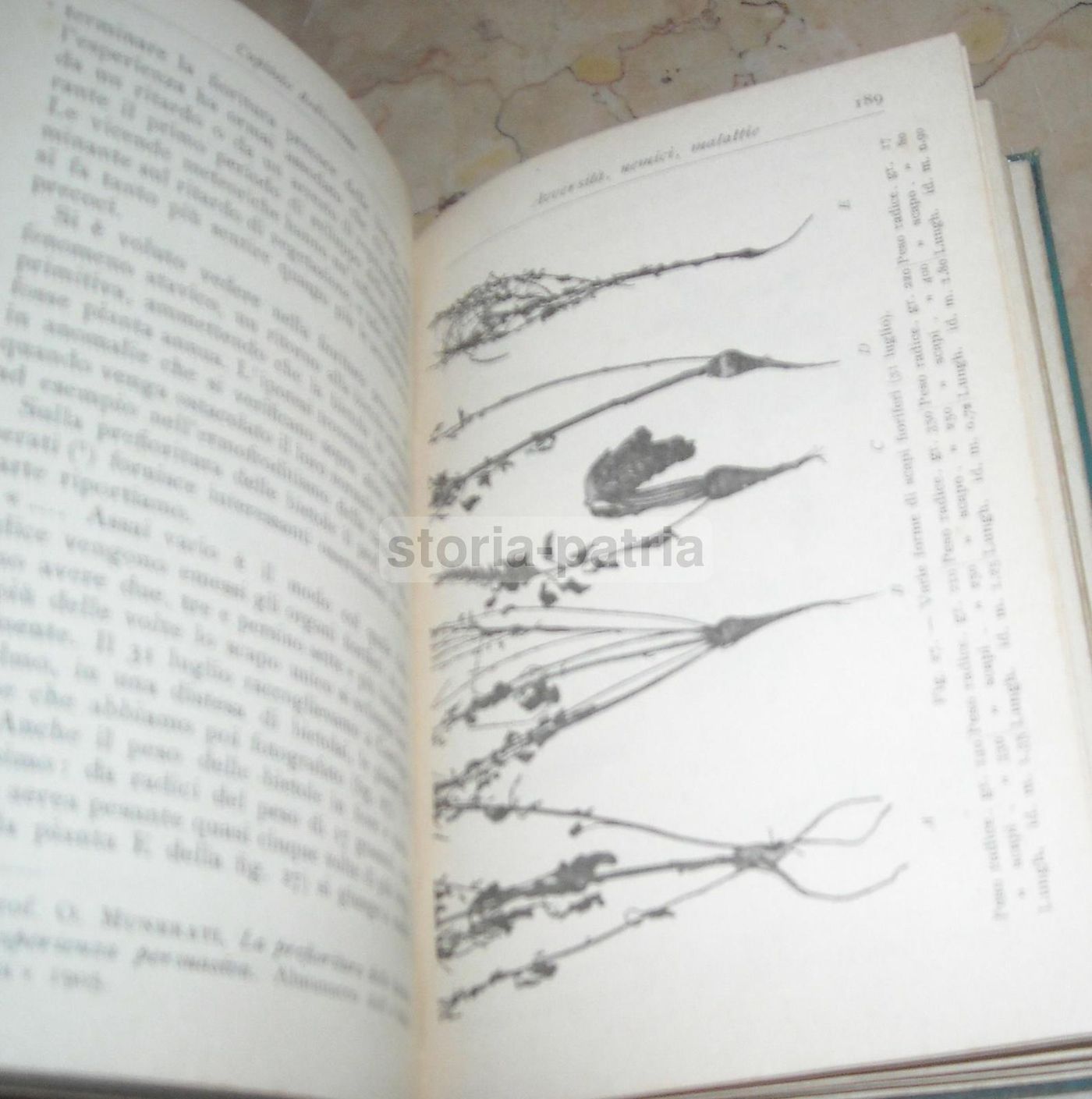 La Barbabietola Da Zucchero: A. Signa, Hoepli, 1906 (Botanica E Agraria)
