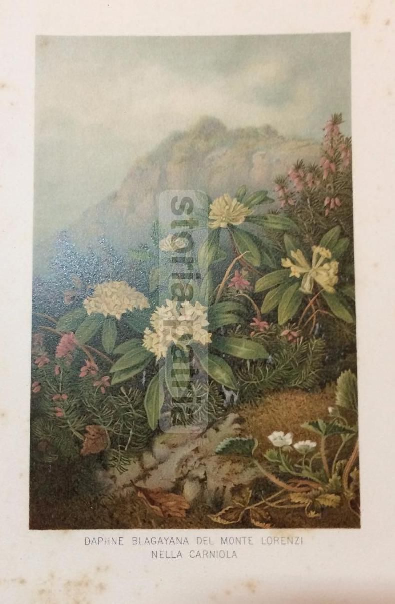 Stampa Botanica: Daphne Blagayana, Monte Lorenzi, Carniola, XIX Secolo