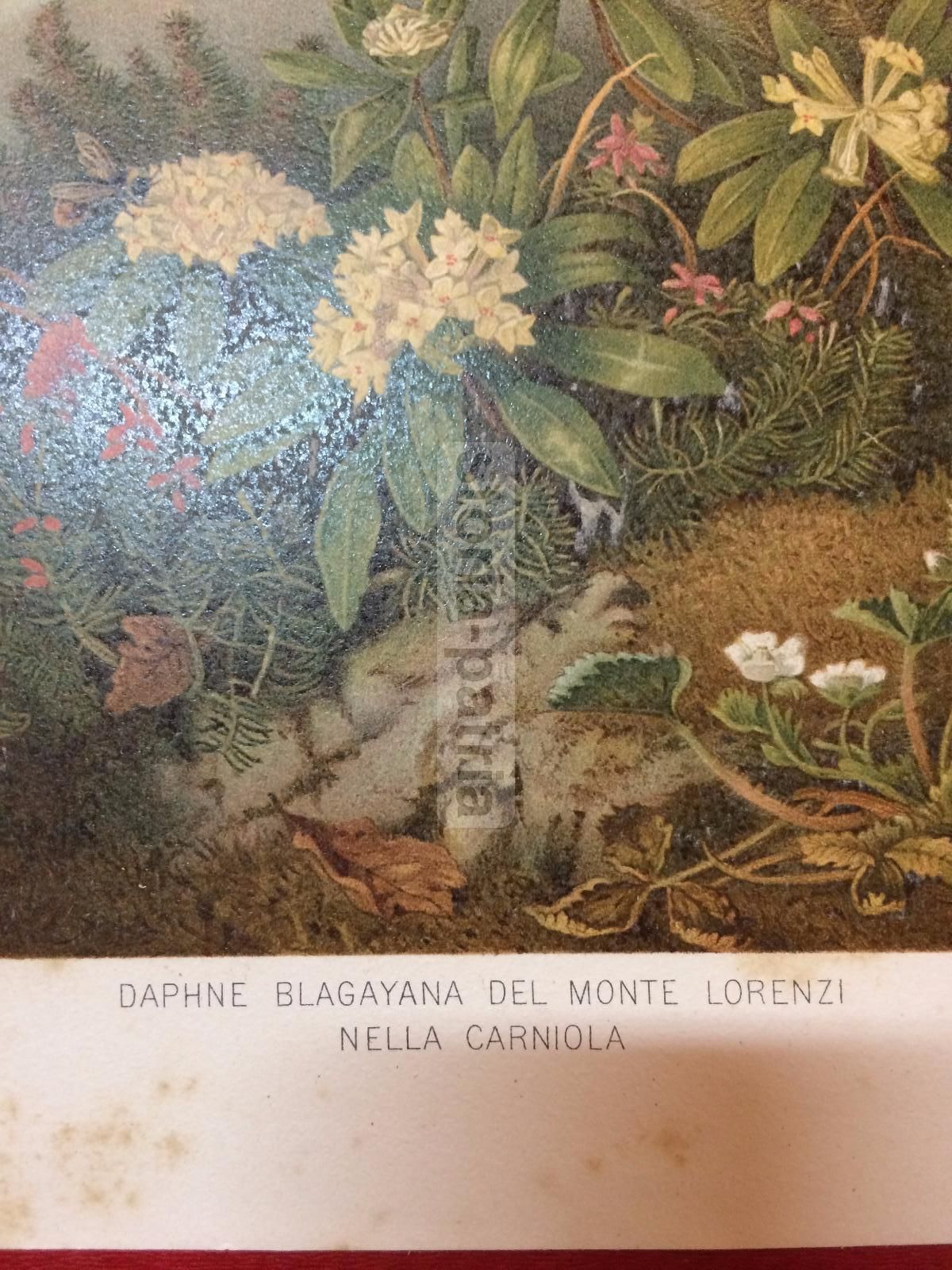 Stampa Botanica: Daphne Blagayana, Monte Lorenzi, Carniola, XIX Secolo