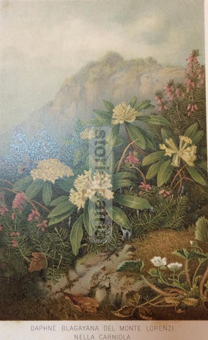 Stampa Botanica: Daphne Blagayana, Monte Lorenzi, Carniola, XIX Secolo