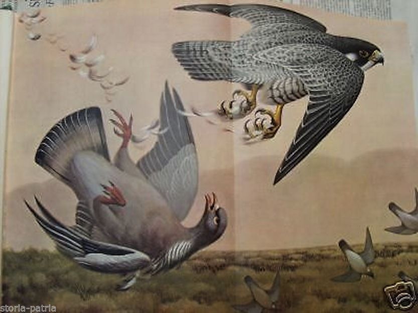 Migratori Alati. Selvaggina E Caccia In Italia (1962)