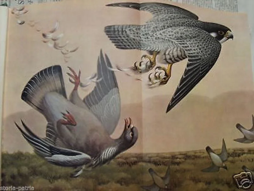 Winged Migrants. Game and Hunting in Italy (1962)