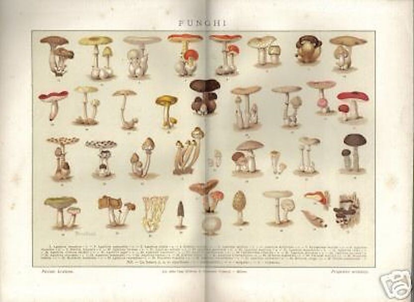 Stampa Antica Funghi, Litografia A Colori, Anni '20 '30