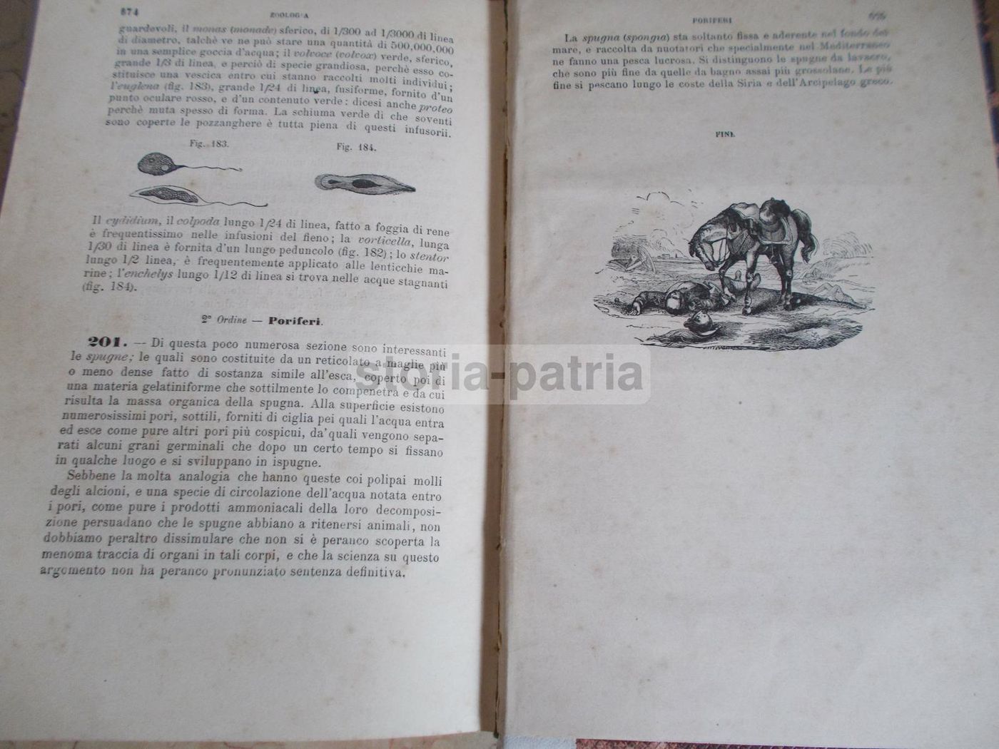 Il Libro Della Natura   Federico Schoedler (1880)