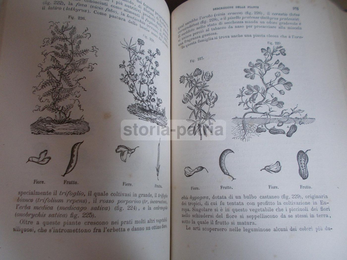 Il Libro Della Natura   Federico Schoedler (1880)