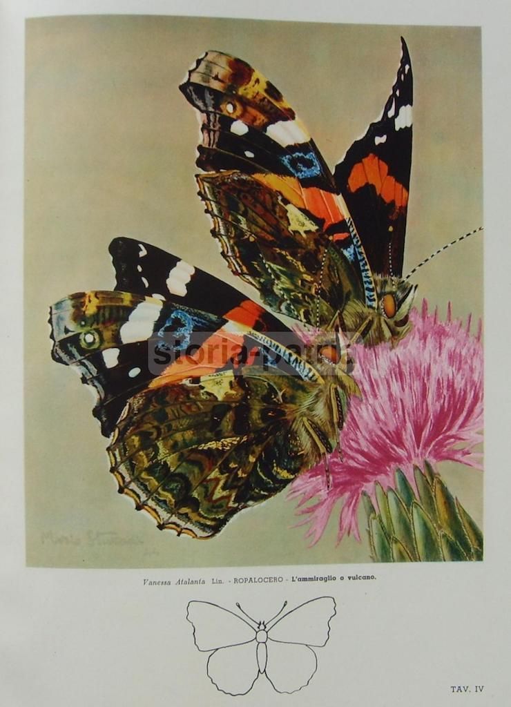 Vita Delle Farfalle Di Mario Sturani, De Silva 1947, Illustrato