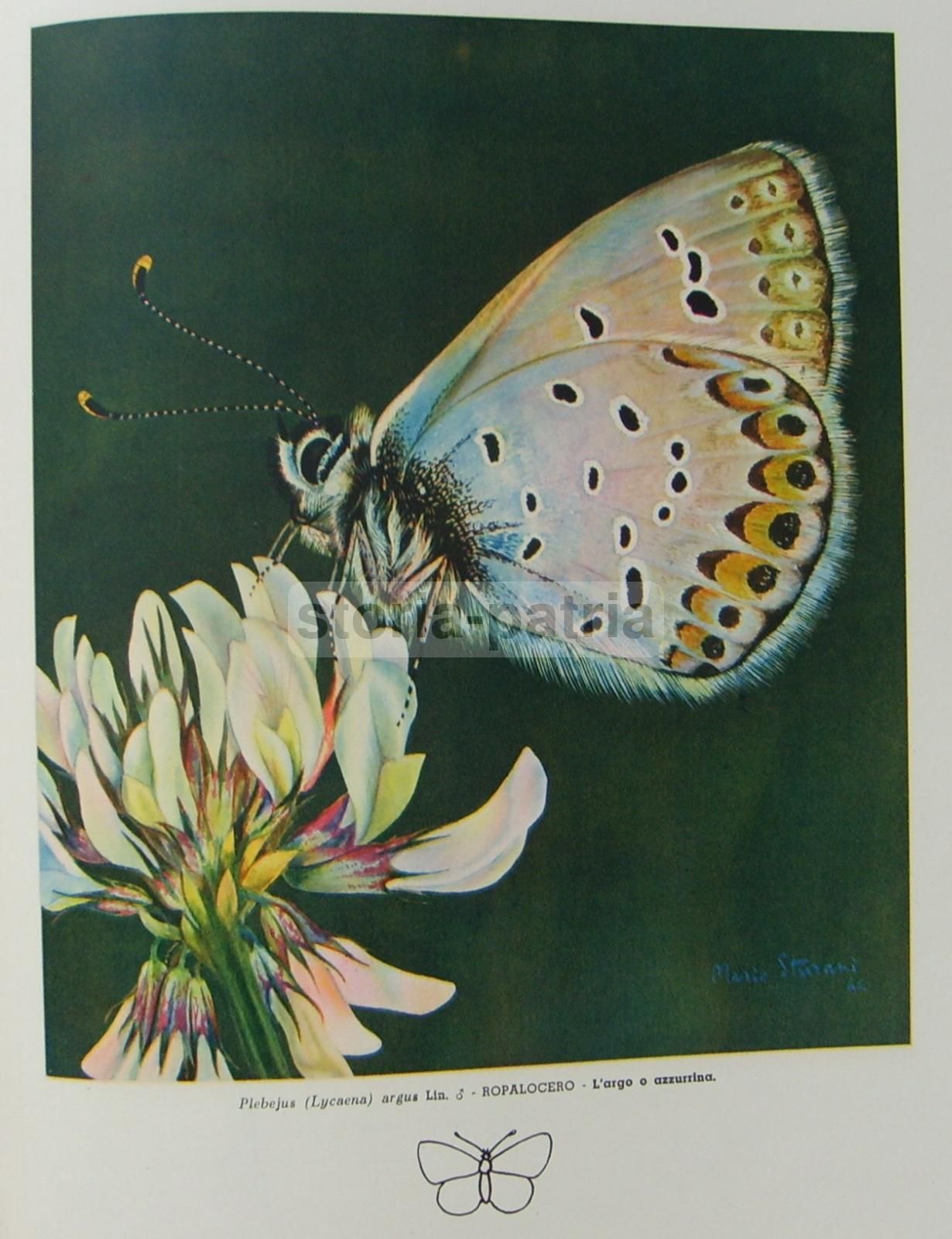 Vita Delle Farfalle Di Mario Sturani, De Silva 1947, Illustrato