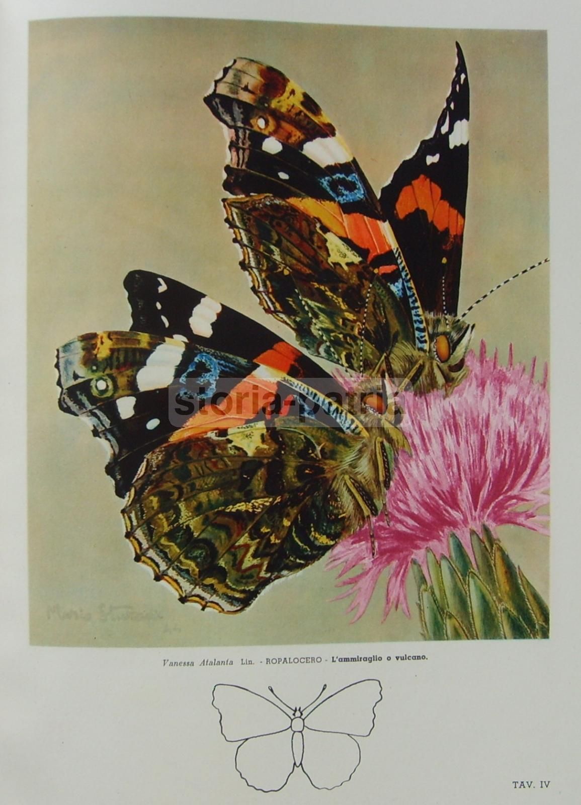 Vita Delle Farfalle Di Mario Sturani, De Silva 1947, Illustrato
