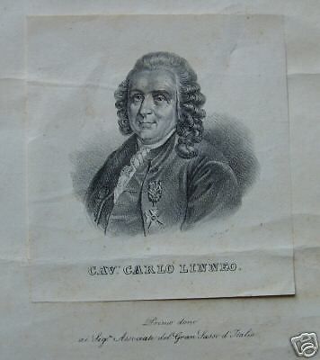 Litografia Di Carlo Linneo, Metà XIX Secolo, Omaggio Del Gran Sasso d'Italia, Abruzzo
