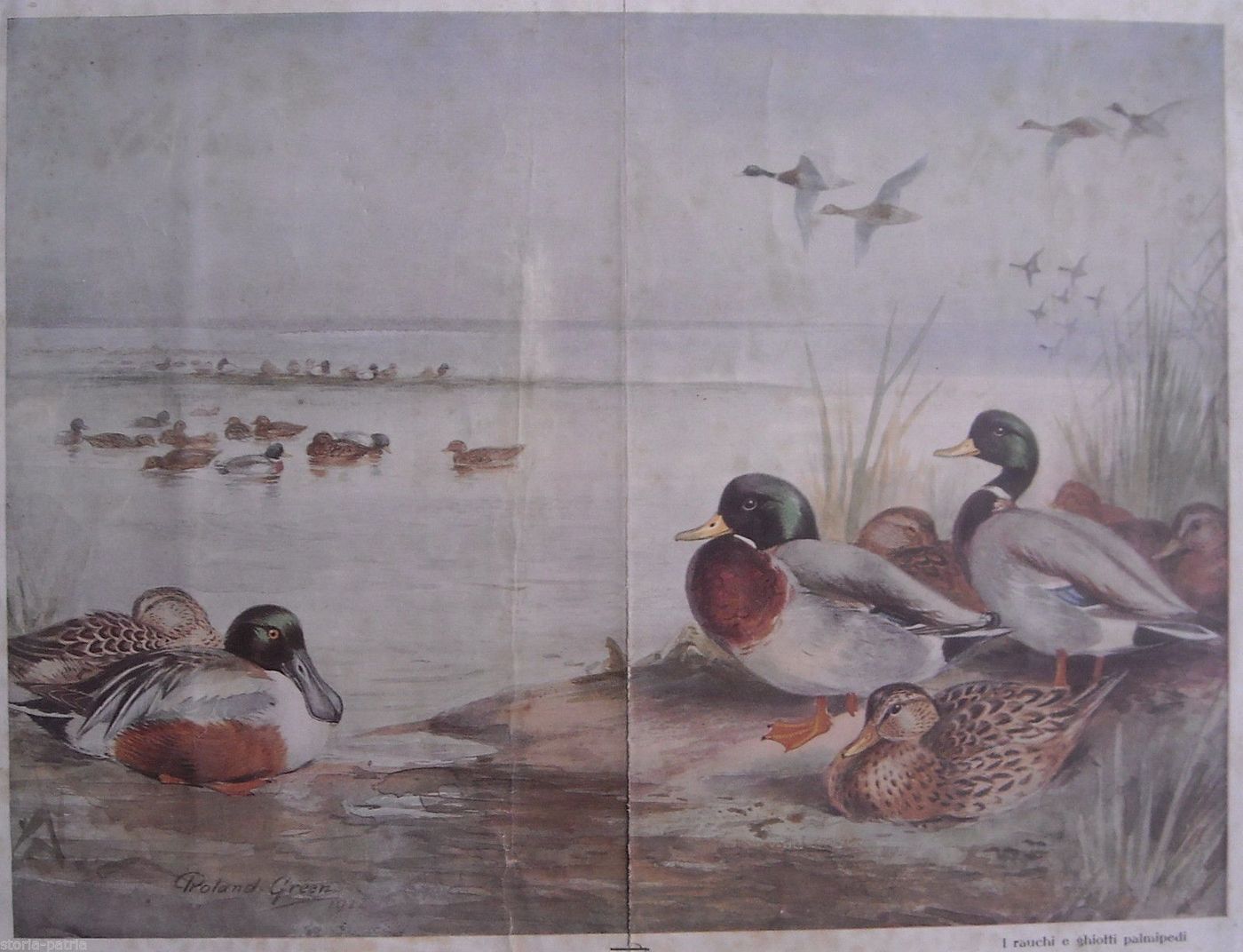 Stampa Antica Volatili Palmipedi Roland Green, 1922, Caccia E Palude