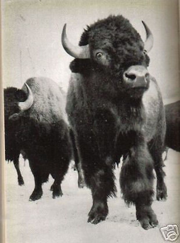 Meraviglie Del Mondo Animale: L'Insolito Nella Natura. Frank W. Lane, 1954