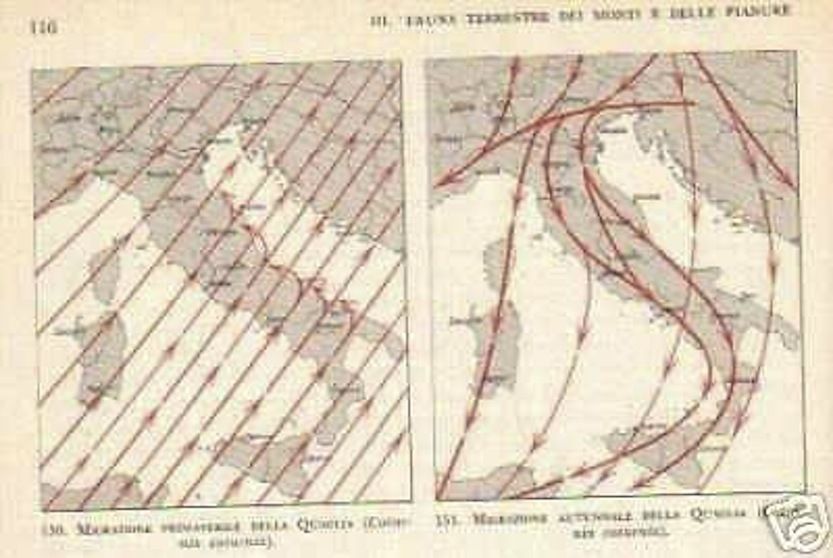 La Fauna: TCI 1959, Zoologia E Storia Naturale Illustrata, Milano